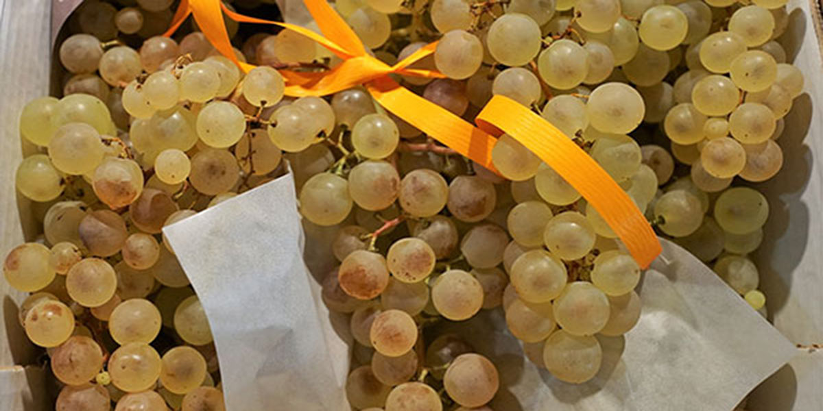 Uva da tavola, la Spagna è soddisfatta